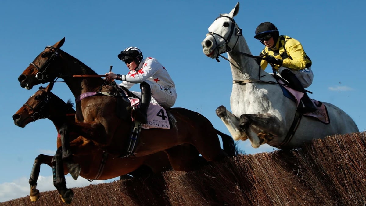 Cheltenham Gold Cup Tips: Runner By Runner Guide With Best Odds & Offers Cheltenham Gold Cup Tips: Runner By Runner Guide With Best Odds & Offers