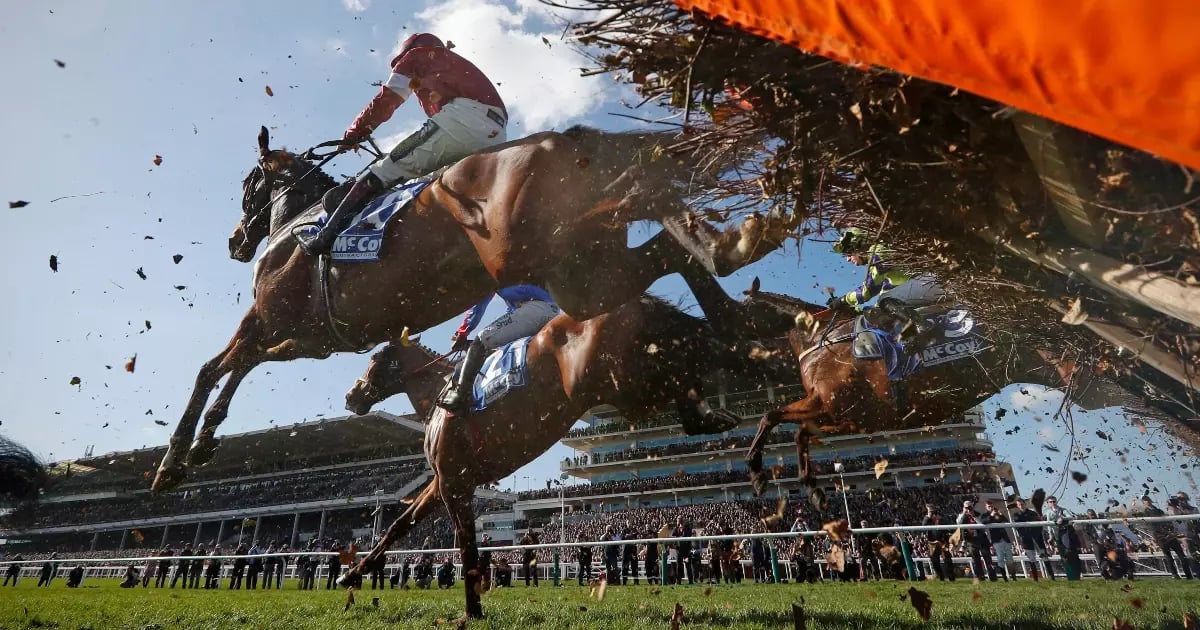 Cheltenham Tips: Best Bets for Day 2 Cheltenham Tips: Best Bets for Day 2