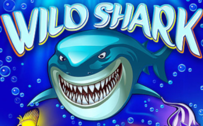 Wild Shark