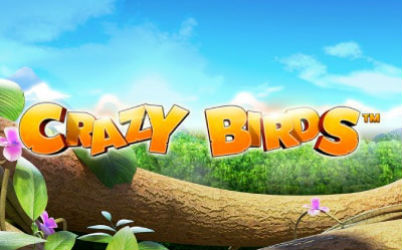 Crazy Birds
